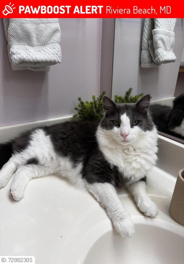 Lost Male Cat last seen River Bank Ct, Riviera Beach, MD 21226