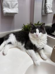 Lost Male Cat last seen River Bank Ct, Riviera Beach, MD 21226