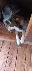 Reunited Male Dog last seen Taylor road and Happy Hill road, Carroll County, GA 30185