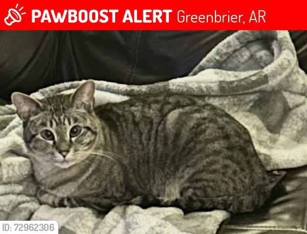 Lost Female Cat last seen Ragland dr and Tyler, Greenbrier, AR 72058