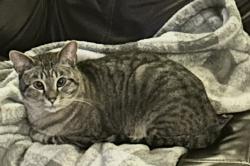 Lost Female Cat last seen Ragland dr and Tyler, Greenbrier, AR 72058