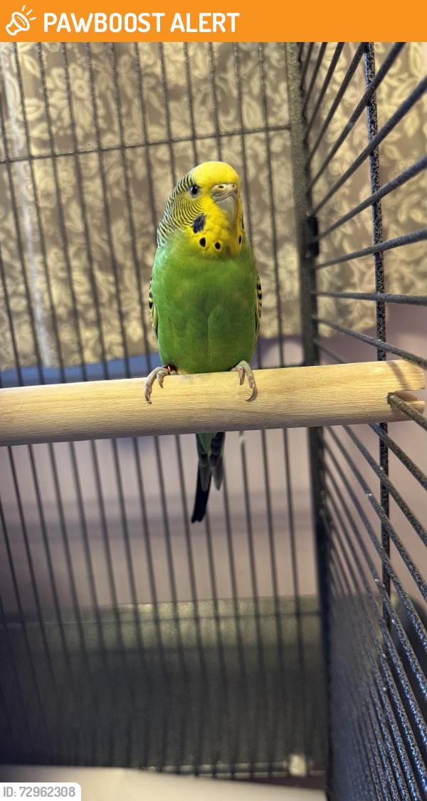 Found/Stray Unknown Bird last seen Hanford Rd., between Canton Center Rd and Beck , Canton Township, MI 48187