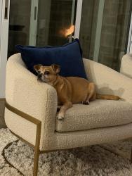Reunited Male Dog last seen Darden Hill Rd and Onion Creek Rd., Driftwood, TX 78619