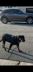 Found/Stray Female Dog last seen 42nd ave, Palm Desert, CA 92211