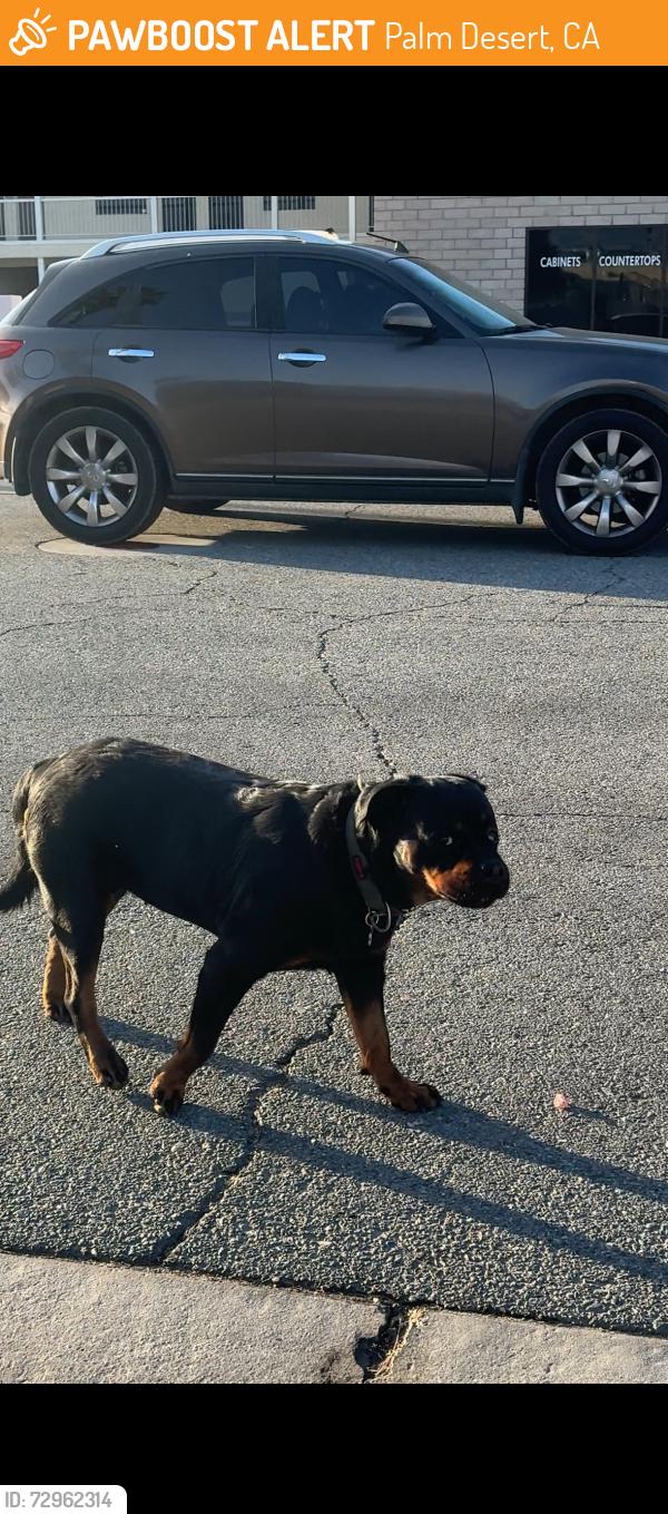 Found/Stray Female Dog last seen 42nd ave, Palm Desert, CA 92211