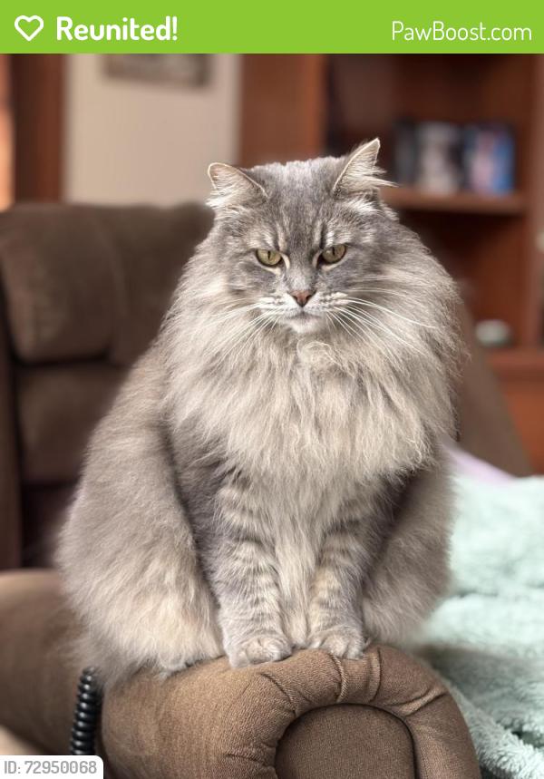 Reunited Female Cat last seen Barnett Valley Road, West End, Sonoma County, CA 95472