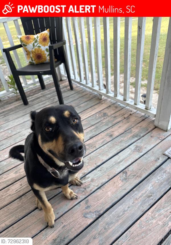 Lost Male Dog last seen Tranquil Community near The Fish hse , Mullins, SC 29574