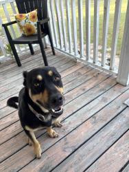 Lost Male Dog last seen Tranquil Community near The Fish hse , Mullins, SC 29574