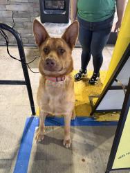 Found/Stray Male Dog last seen E 14st sprouts farmers market , San Leandro, CA 94577