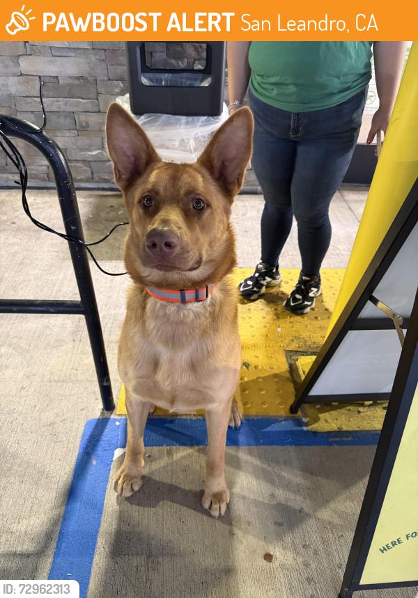 Found/Stray Male Dog last seen E 14st sprouts farmers market, San Leandro, CA 94577