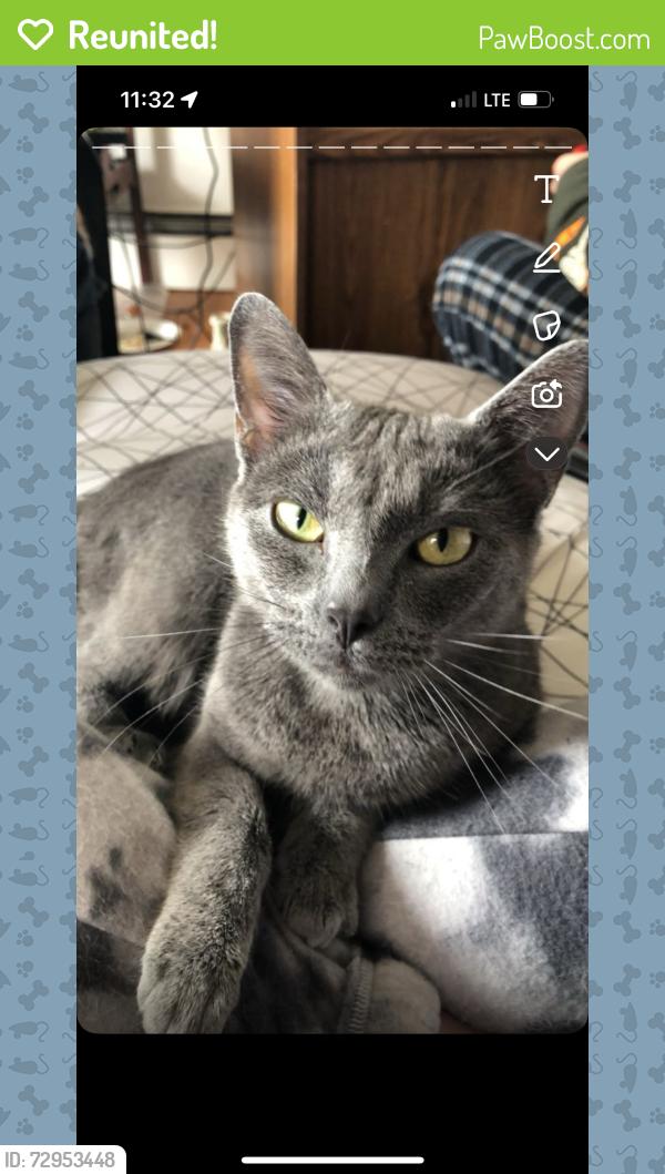 Reunited Female Cat last seen Stillwood ct. , Chesterfield, VA 23832