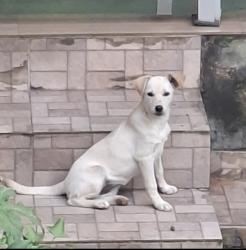 Lost Female Dog last seen Rua Guaras, Pindorama, MG 30865-100