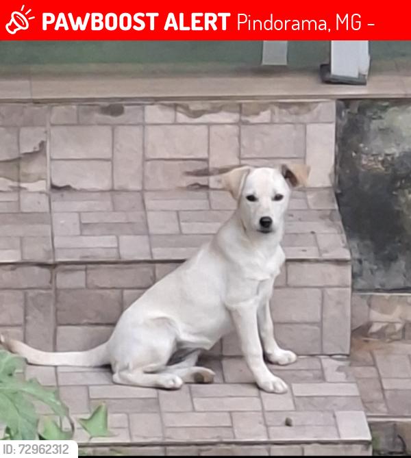 Lost Female Dog last seen Rua Guaras, Pindorama, MG 30865-100