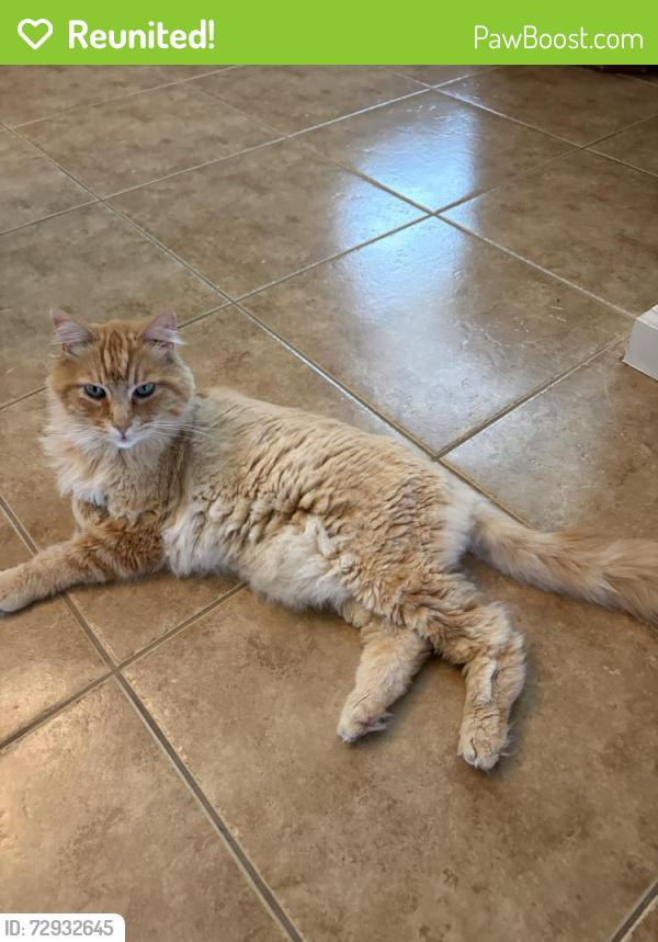 Reunited Male Cat last seen Perth Glen and Clear Corrie ct., Sacramento, CA 95843