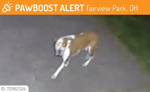 Found/Stray Unknown Dog last seen Lorain Rd. , Fairview Park, OH 44126