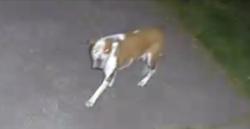 Found/Stray Unknown Dog last seen Lorain Rd. , Fairview Park, OH 44126
