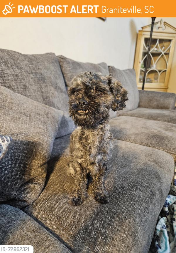 Found/Stray Female Dog last seen Leavelle mccambell middle school, Graniteville, SC 29829