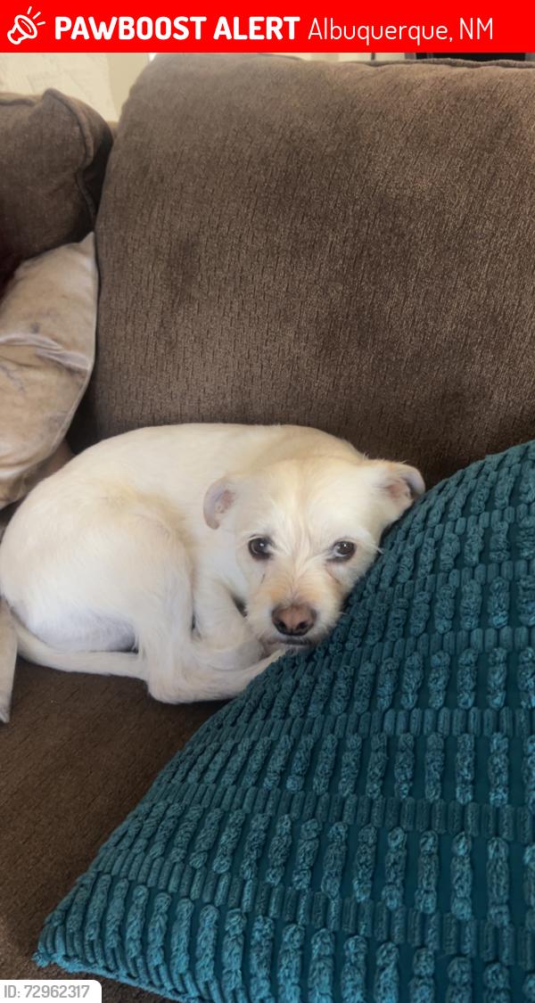 Lost Male Dog last seen San Mateo and Indian School, Albuquerque, NM 87110