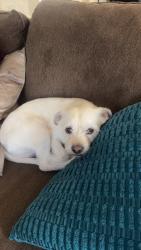 Lost Male Dog last seen San Mateo and Indian School, Albuquerque, NM 87110