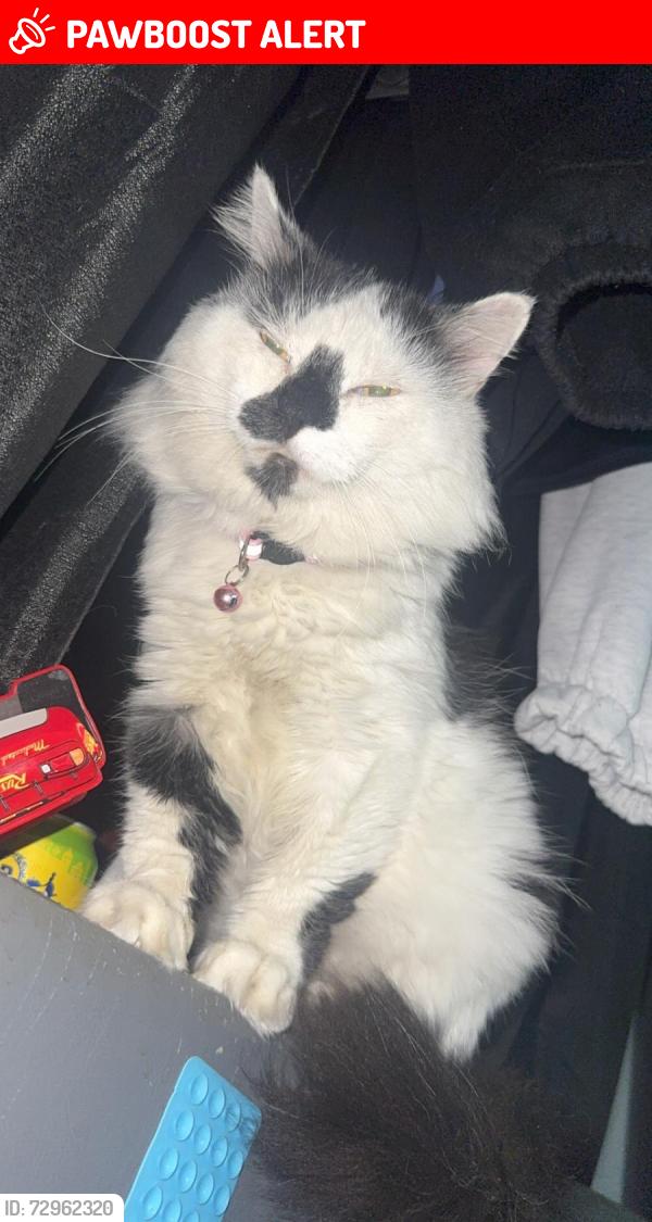 Lost Male Cat last seen Surrey Quays, Greater London, England SE16 2RR