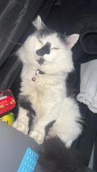 Lost Male Cat last seen Surrey Quays , Greater London, England SE16 2RR