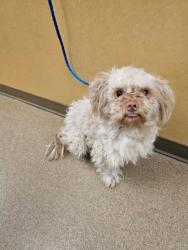 Shelter Stray Male Dog last seen Cedar Hill, TX 75104, Cedar Hill, TX 75104