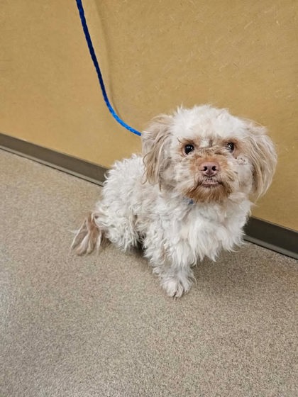 Shelter Stray Male Dog last seen Cedar Hill, TX 75104, Cedar Hill, TX 75104