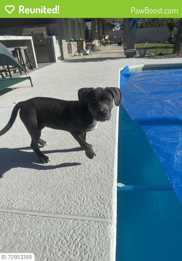 Reunited Male Dog last seen Del Rey and Tioga , Las Vegas, NV 89117