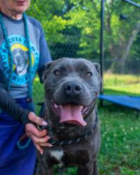 Shelter Stray Female Dog last seen , GA , Atlanta, GA 30341