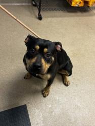 Shelter Stray Female Dog last seen Near Buford Hwy, Atlanta, GA 30341, 30341, GA, Atlanta, GA 30341