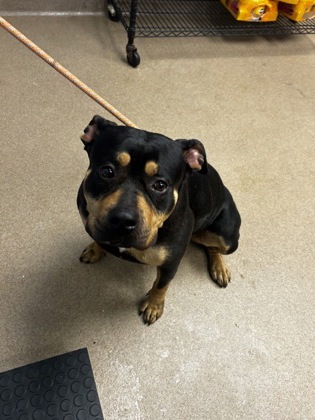 Shelter Stray Female Dog last seen Near Buford Hwy, Atlanta, GA 30341, 30341, GA, Atlanta, GA 30341