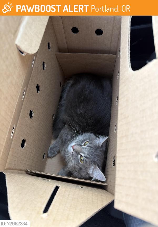 Found/Stray Unknown Cat last seen Dumpster at Scott Mountain apmts, Portland, OR 97215