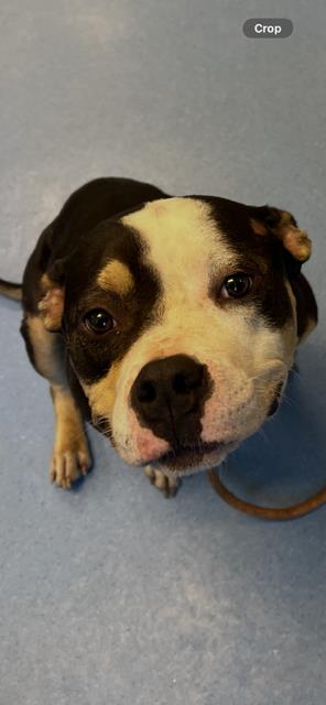 Shelter Stray Female Dog last seen I 285 and Moreland Conley, 30288, 30288, GA, Atlanta, GA 30341