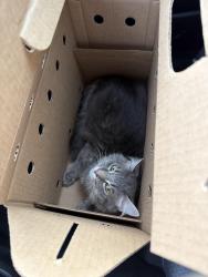 Found/Stray Unknown Cat last seen Dumpster at Scott Mountain apmts, Portland, OR 97215