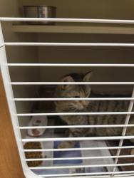 Shelter Stray Female Cat last seen Near Autumn Crest Dr, 30083, GA, Atlanta, GA 30341