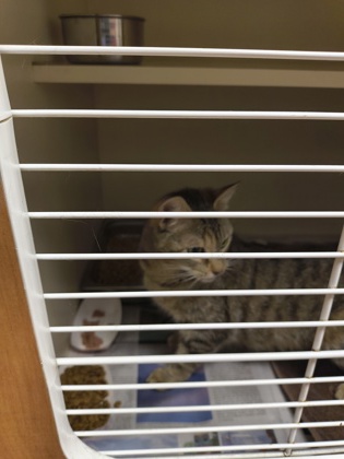 Shelter Stray Female Cat last seen Near Autumn Crest Dr, 30083, GA, Atlanta, GA 30341