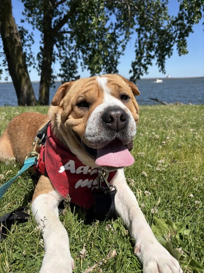 Shelter Stray Male Dog last seen , IN , Cleveland, OH 44102