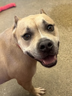 Shelter Stray Male Dog last seen Cleveland, OH 44111, Cleveland, OH 44102