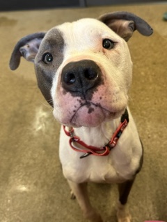 Shelter Stray Male Dog last seen , OH , Cleveland, OH 44102