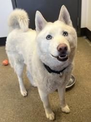 Shelter Stray Male Dog last seen , OH , Cleveland, OH 44102