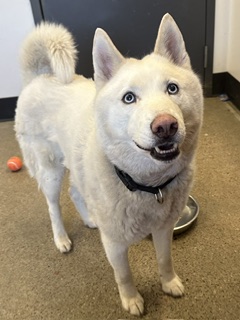 Shelter Stray Male Dog last seen , OH , Cleveland, OH 44102