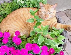 Lost Male Cat last seen Magic Way and Boulder Highway , Henderson, NV 89002