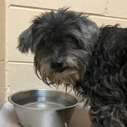 Shelter Stray Male Dog last seen East Springs Dr, Madison, WI, Madison 17, City of, , 5132 Voges Rd, Madison, WI 53718, USA