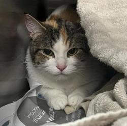 Shelter Stray Female Cat last seen Madison, WI 53714, Madison, WI 53718