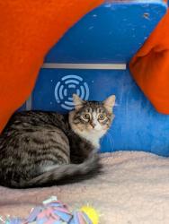 Shelter Stray Female Cat last seen Eau Claire, WI 54701, Eau Claire, WI 54701