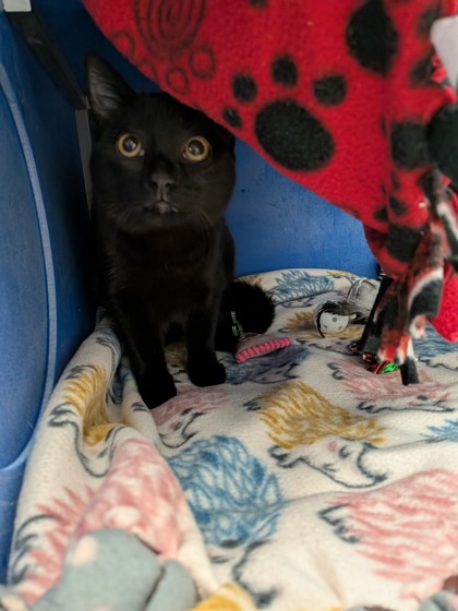 Shelter Stray Female Cat last seen Eau Claire, WI 54701, Eau Claire, WI 54701