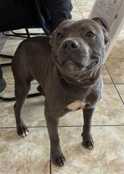 Shelter Stray Male Dog last seen Georgetown, TX 78626, Georgetown, TX 78626