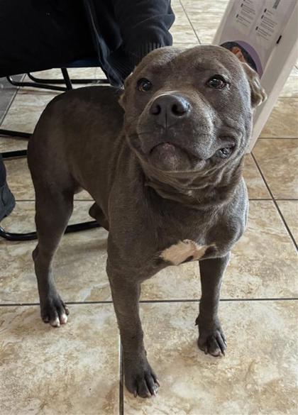 Shelter Stray Male Dog last seen Georgetown, TX 78626, Georgetown, TX 78626