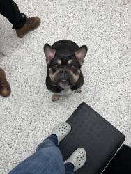 Shelter Stray Female Dog last seen Atlanta, GA 30336, Atlanta, GA 30336