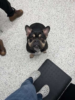 Shelter Stray Female Dog last seen Atlanta, GA 30336, Atlanta, GA 30336